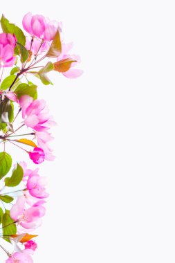 Güzel çiçek açan sakura ağacı, metin için yeri var.