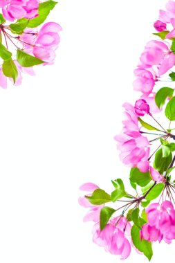 Güzel çiçek açan sakura ağacı, metin için yeri var.