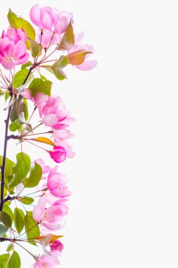 Güzel çiçek açan sakura ağacı, metin için yeri var.