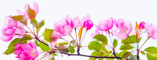 Piękne Kwitnące Drzewo Sakura Miejscem Tekst Sztandar — Zdjęcie stockowe