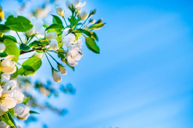 Güzel bir elma ağacının dalları mavi gökyüzüne karşı. Metin için alanı kopyala.