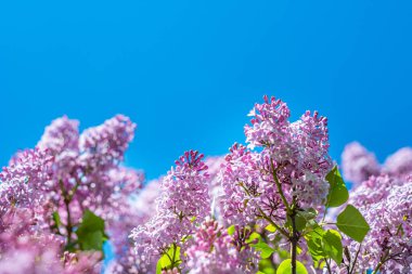 Mavi gökyüzüne uzanan güzel bir leylak dalları. Metin için alanı kopyala.