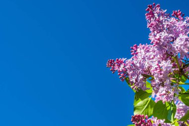 Mavi gökyüzüne uzanan güzel bir leylak dalları. Metin için alanı kopyala.