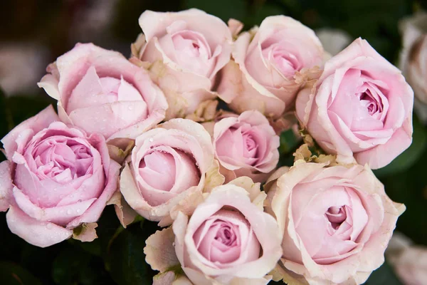 Fundo de flores bonitas para cena do casamento. Todas as rosas delicadas suavemente cor roxa em flores florescendo fundo festivo. cartão floral de buquê pastel e macio — Fotografia de Stock