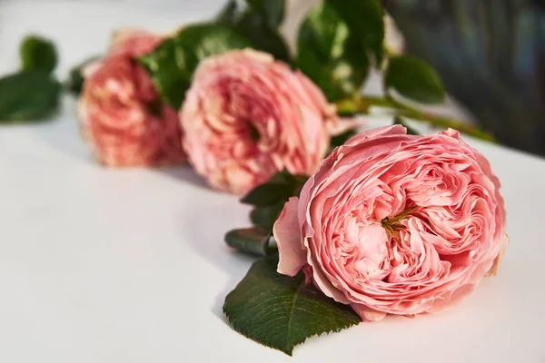 玫瑰是爱情的象征。 玫瑰是所有女人在任何场合最好的礼物。 美丽的玫瑰花蕾躺在白色的背景上 — 图库照片