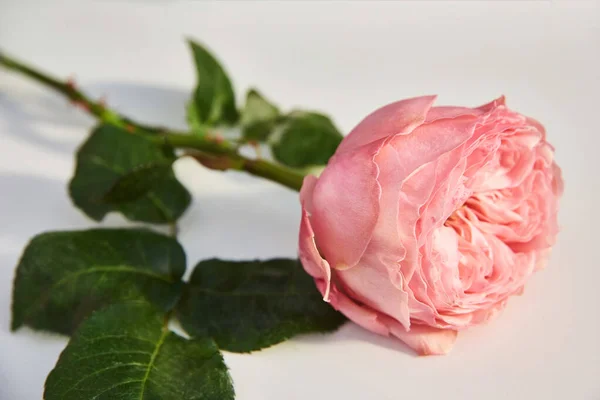 Foco seletivo no botão de rosa. Rosa única rosa no fundo branco . — Fotografia de Stock