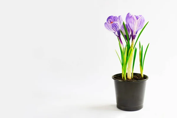 Young plants growing out of soil. Violet crocus in pot on the white background. Final result of transplanting plant at home. Spring time. Copy space. Side view — Stock Image Young Plants Growing Out Soil Violet Crocus Pot White Background Stock Picture