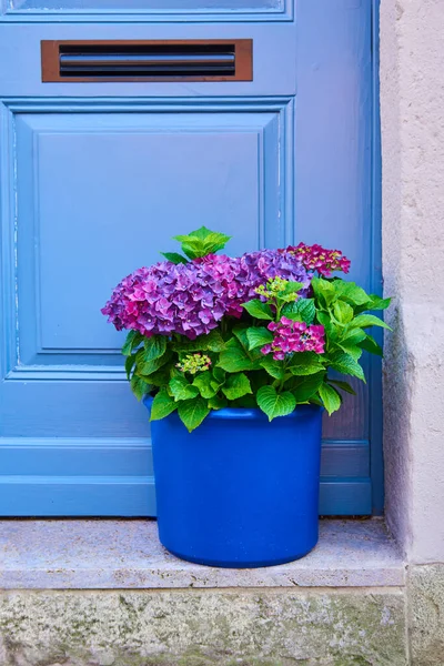 メールボックスと花の古い青い木製のドア クローズアップタウンハウスのフロントドアのビュー 静かな通りにアジサイの鉢があるポーチ — ストック写真
