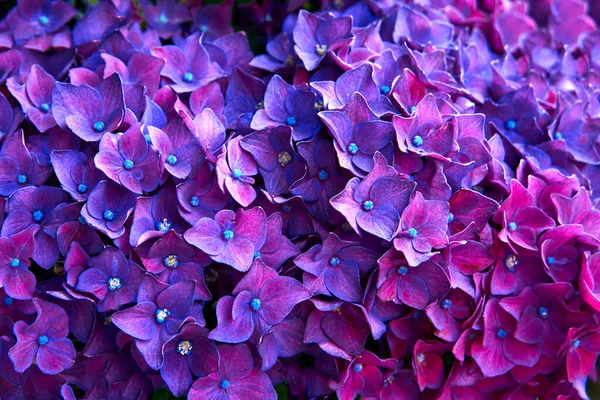 アジサイの色鮮やかな茂み 自然の花の背景 園芸花の花弁が花畑で閉まります — ストック写真