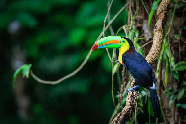 Kosta Rika yağmur ormanlarında omurga galı Toucan.