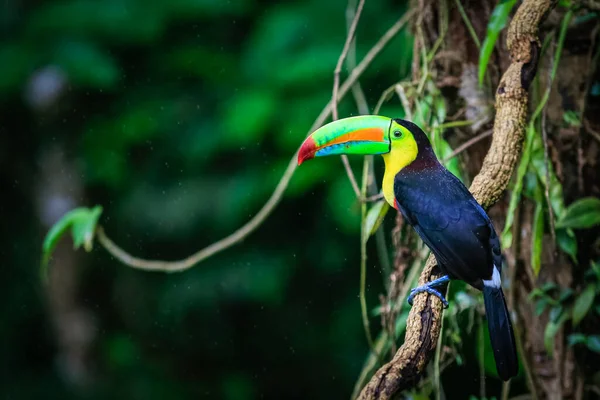 Toucan quilha-faturado na floresta tropical da Costa Rica . Imagem De Stock