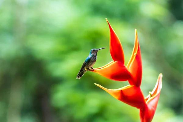 En färgglad kolibri som sitter på en röd blomma — Stockfoto