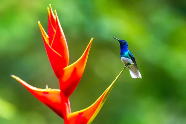 Un colibrí alimentándose de una flor amarilla —  Fotos de Stock