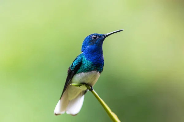 Um pequeno pássaro azul empoleirado em um ramo Imagem De Stock