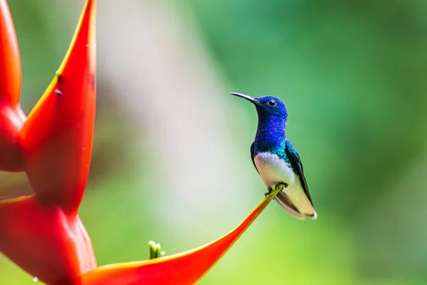 Um close de um pássaro colorido Fotografia De Stock