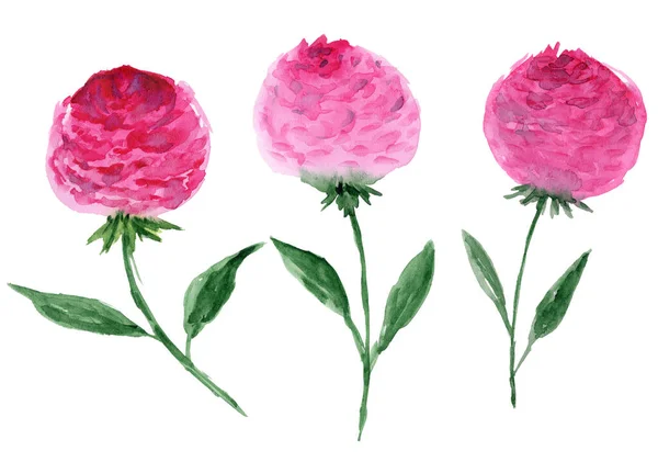 Carino semplice rosa acquerello fiori di peonia — Foto Stock