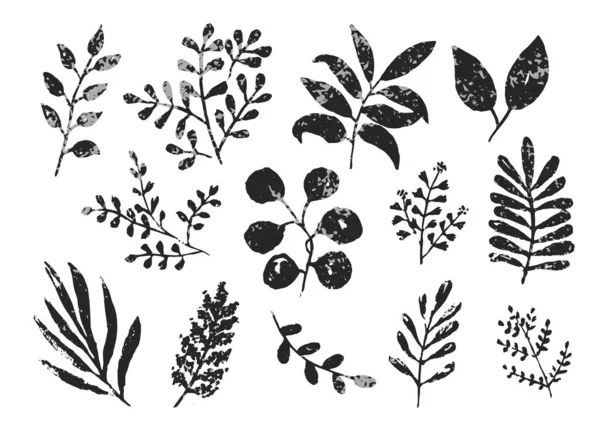 Collection de feuilles et branches d'encre texturées — Image vectorielle