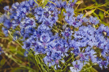 vereceğim. Bahçede mavi peygamber çiçeği. 