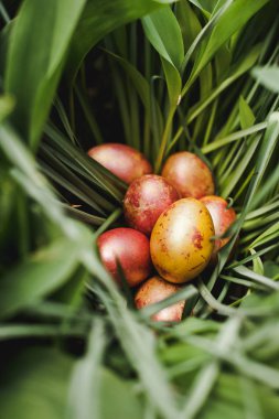 Çimlerde paskalya yumurtası