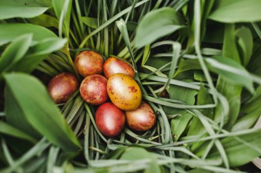 Çimlerde paskalya yumurtası