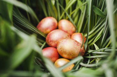 Çimlerde paskalya yumurtası