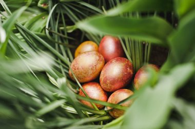 Çimlerde paskalya yumurtası