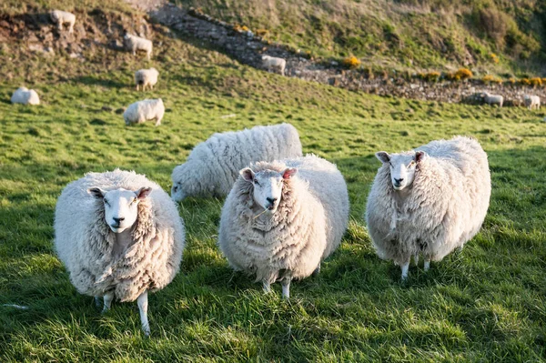 Three sheep. sheep in the grass