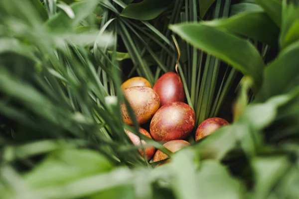 Easter eggs in the grass Stock Picture