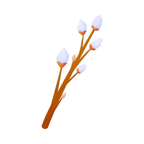 Branche de fleur de saule pelucheux isolé sur blanc . — Image vectorielle