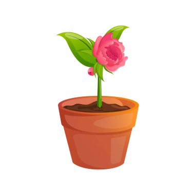 Tencerede parlak bir bahar çiçeği.