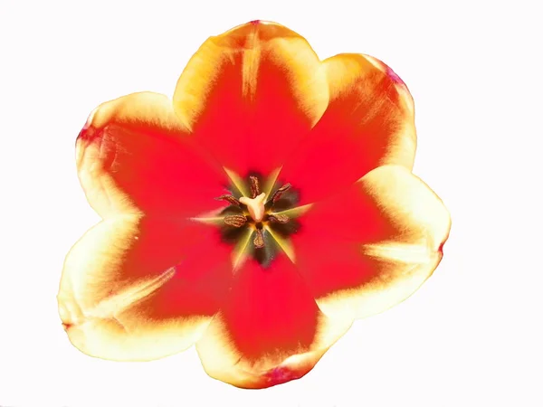 赤の美しい花チューリップ — ストック写真