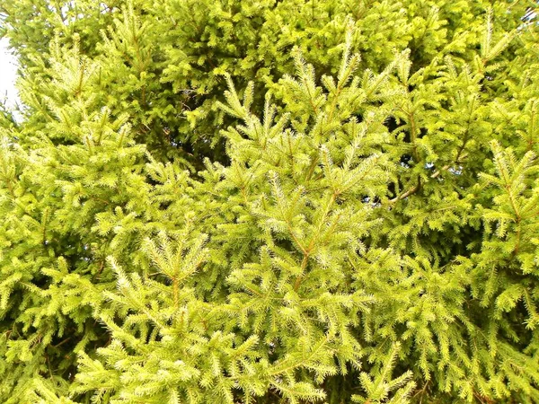 Bela árvore de Natal verde brinca ao sol da primavera com todas as suas agulhas — Fotografia de Stock