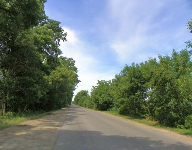 Orman yol medusae ufuk üzerinde