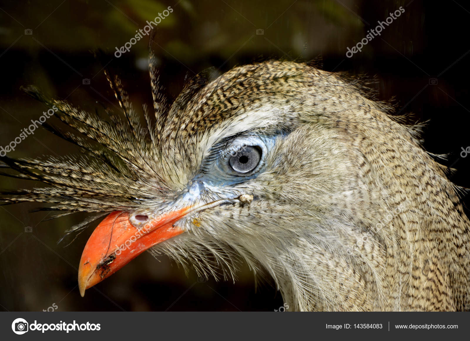 Cariamidae Huppé Pattes Rouge Oiseau Gros Plan Tête Portrait