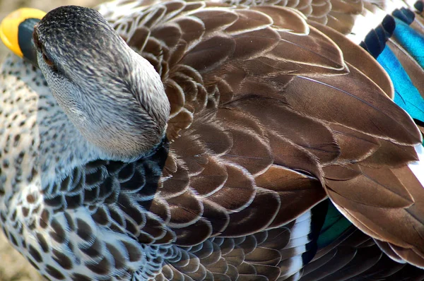 Primer plano de Pato Mallard hembra mostrando la espalda y la cola Pluma De —  Fotos de Stock