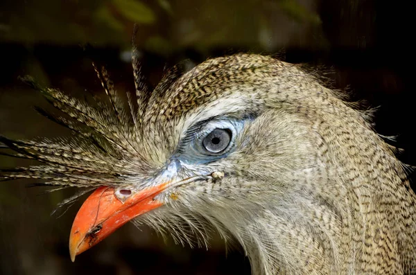 Seriema crestada patas rojas pájaro retrato de cabeza de primer plano —  Fotos de Stock
