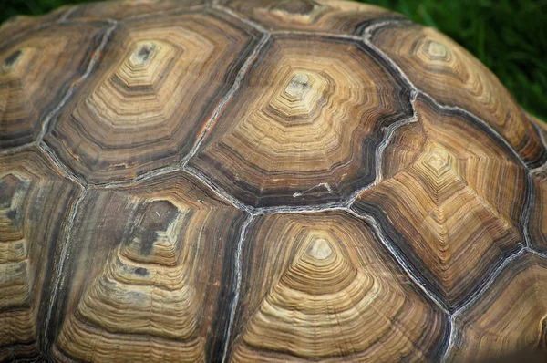 Aldabra Giant Tortoise Shell Detail — Stockfoto
