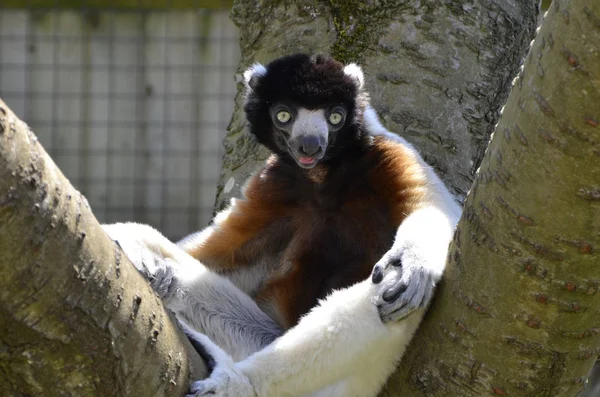 Taç Sifaka Lemur ağaçta oturdu