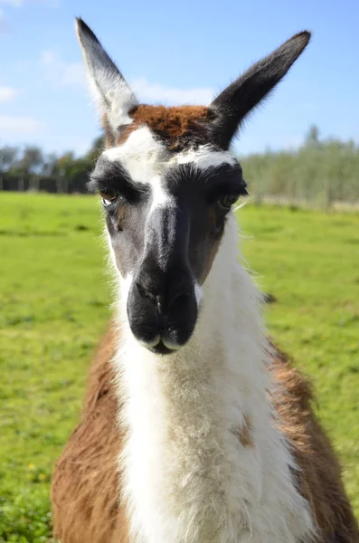 Close-up Face of Common Ccara Llama — Stock Photo, Image