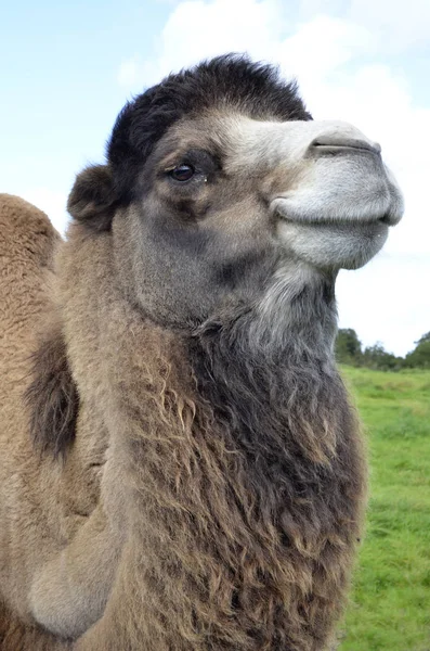 Smiling Bactrian Camel Portrait — Stock Photo, Image