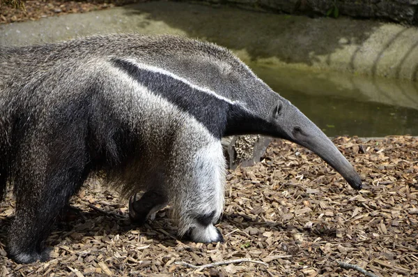 Anteater gigante itinerante — Foto de Stock