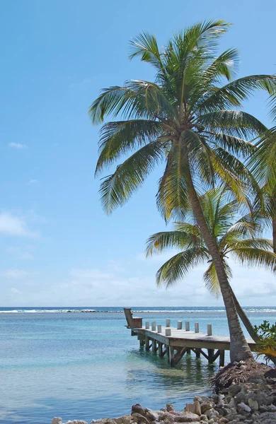 Palmbomen hangen Over Oceanfront Jetty — Stockfoto