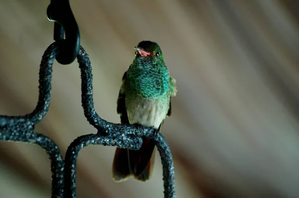 Rödstjärtad kolibri på abborre — Stockfoto