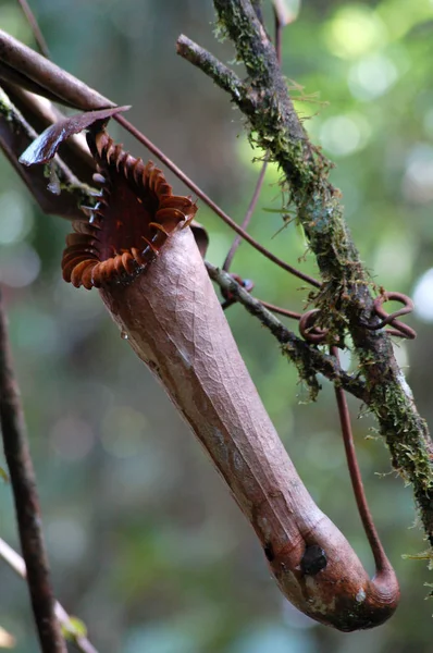 Nepenthes Edwardsiana Splendide usine Pitcher — Photo