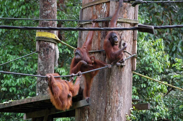 Borneo Orangutan ailesi ne kadar da Sepilok