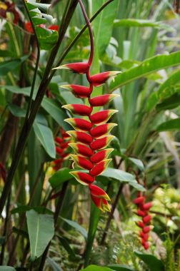 Borneo ormanlarında yaban Heliconia çiçek 