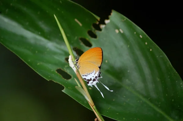 Orange märkesvaror Imperial Butterfly — Stockfoto