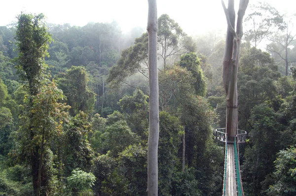 Dolinie Danum baldachim chodnik Borneo — Zdjęcie stockowe