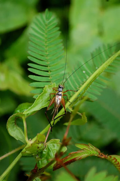 Cricket commun sur les feuilles de fougères forestières dans la jungle de Bornéo — Photo