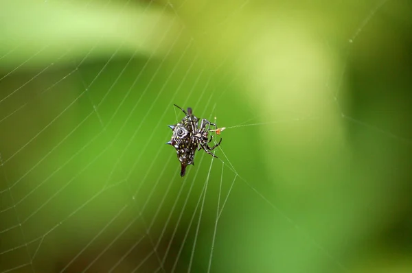 Dikenli Orb Weaver örümcek Borneo yağmur ormanlarında kendi Web üzerinde